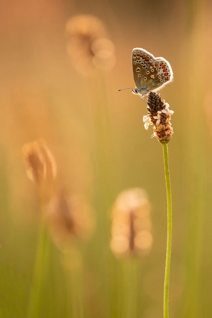 Dreamy Bokeh